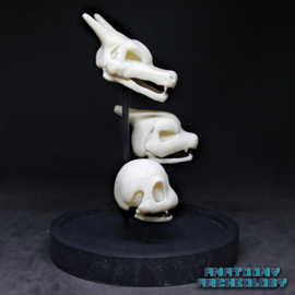 Anime figures #004 #005 #006 skulls in bell jar