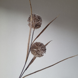 Tak Allium Bruin
