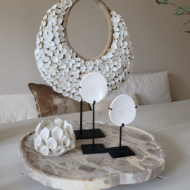 Shiva Eye schelp op voet 2 maten