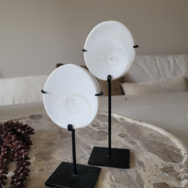 Shiva Eye schelp op voet 2 maten