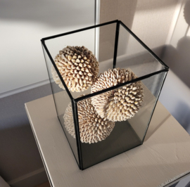Decoratieve Ballen Kauri Beige  3 maten