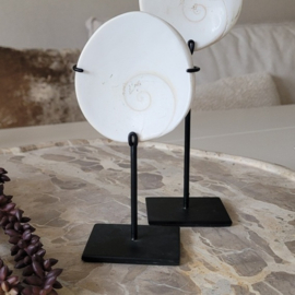 Shiva Eye schelp op voet 2 maten