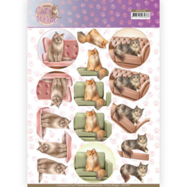 3D Knipvel - Amy Design - Cats World - Show Cats   CD11370
