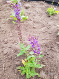 Salvia nemorosa Ostfriesland - Bossalie