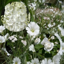 Witte border zonnige standplaats - Border 1