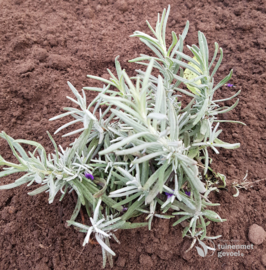 Lavandula angustifolia - Echte Lavendel