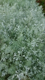 Artemisia schmidtiana 'Nana'  - Bijvoet - Alsem - Edelruit