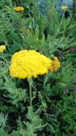 Achillea fil. 'Cloth of Gold'  - Duizendblad