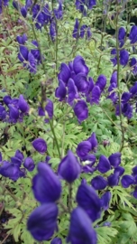 Aconitum henryi 'Spark's Variety'  - Monnikskap