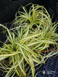 Carex oshimensis 'Evergold' - Zegge