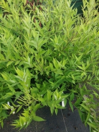 Amsonia tabernaemontana salicifolia - Blauwe ster