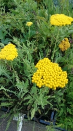 Achillea fil. 'Cloth of Gold'  - Duizendblad