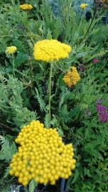 Achillea fil. 'Cloth of Gold'  - Duizendblad