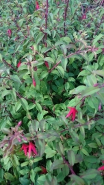 Fuchsia 'Riccartonii'  - Bellenplant