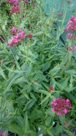 Centranthus ruber 'Coccineus'  - Rode valeriaan
