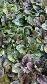 Ajuga reptans 'Atropurpurea'  - Kruipend zenegroen