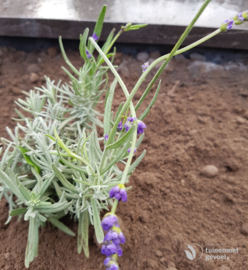 Lavandula angustifolia - Echte Lavendel