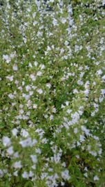 Calamintha nepeta ssp nepeta  - Bergsteentijm