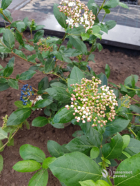 Viburnum tinus Gwenllian