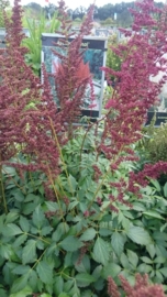 Astilbe (A) 'Fanal'  - Spirea