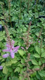 Astilbe chinensis 'Pumila'  - Spirea