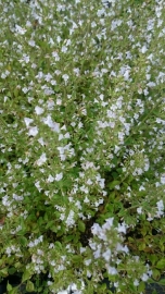 Calamintha nepeta ssp nepeta  - Bergsteentijm