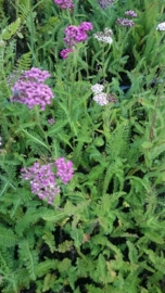 Achillea mil. 'Cerise Queen'  - Duizendblad