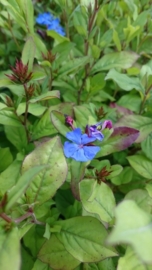 Ceratostigma plumbaginoides - Loodkruid