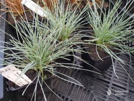 Festuca glauca 'Intens Blue'