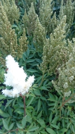 Astilbe (A) 'Weisse Gloria'  - Spirea