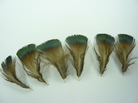 AM.410- ca. 20 stuks pauwenveertjes groen/grijs 4-8cm lang