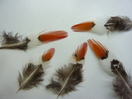 AM.94- 4 stuks fazant lady amherst red-tips veren van 3 - 6 cm