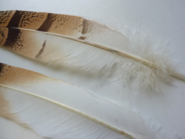 AM.222 - 2 stuks exclusieve uilenveren van ca. 24 - 27 cm.