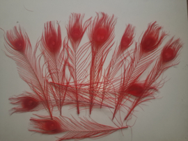 AM.122 - 10 stuks pauwenveren rood van 25-30cm