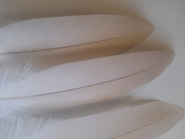 AM.414 - 1x adelaar veer van 37 - 40 wit