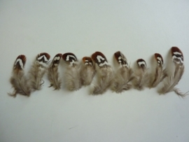 AM.219- 10 stuks reevers fazantveertjes van 5-8cm lang bruin/wit
