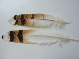 AM.222 - 2 stuks exclusieve uilenveren van ca. 24 - 27 cm.