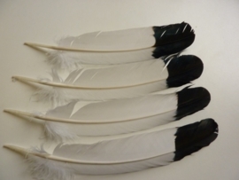 AM.149- 4 stuks imitatie adelaars veren van 28-35cm lang (geverfde kalkoen veren)