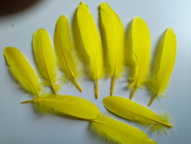 AM.316 - 10 stuks ganzenveren van 15-20 cm. lang geel