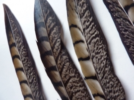 AM.84- 4 stuks fazant lady amherst veren van 20-25cm