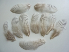 AM.102- 10 stuks zilverfazant veren van 10-14cm lang