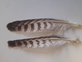 AM.414 - 2 stuks uilenveren van ca. 28 cm.