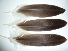AM.408- 1 x adelaarsveer van 36 - 39 cm lang