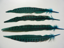 AM. 147 - 4 stuks fazanten veren ringneck van 24 - 29 cm. lang turqoise