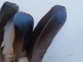 AM.310 - 10 stuks eendenveren met diep blauwe olie kleur