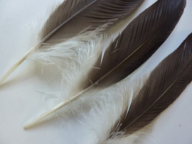 AM.408- 1 x adelaarsveer van 36 - 39 cm lang