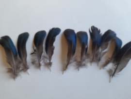 AM.310 - 10 stuks eendenveren met diep blauwe olie kleur