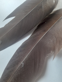 AM.408 - 1 x adelaar veer - B KEUZE - van 28 - 32 cm.