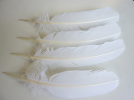 AM.136- 4 stuks grote kalkoen veren van 28-35cm lang wit