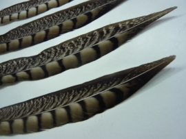 AM.158- 4 stuks fazant lady amherst veren van 25-31cm lang